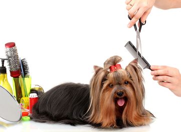 Pet Grooming